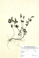 藏品(爵床)的圖片